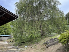 家の隣にある敷地に緑色の大きな木が立っている庭の枝垂れ桜の写真